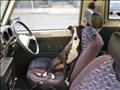 Rabbit behind the wheel