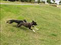Rabbit and Jada at Sydney Park