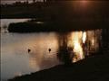 Walking the dogs @ Sydney Park