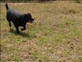 Megs, our Kelpie-Collie cross