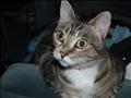 Is this, or is this not, the cutest cat ever?