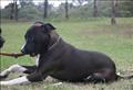 Our New Staffy, Danny. Or Jana, as she seems to be renamed