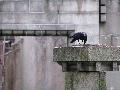 Crow at A-Bomb Dome, Hiroshima