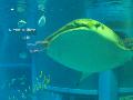 Whale Shark, Osaka Aquarium