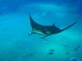 Manta Ray, Osaka Aquarium