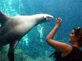 California Sea Lion at Osaka Aquarium