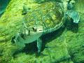 Fish and Turtle, Osaka Aquarium