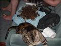 Heisenberg not impressed with our effort at a hairball
