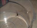 Post-capture, I don't think this is a redback, somehow