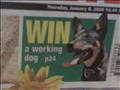 WIN! A working dog!