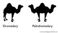 Palindromedary