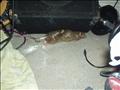 One of Heisenberg's little acquisitions. Yes, it's a rat.