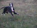 Rabbit, Esther's slightly mental whippet