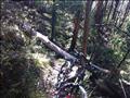 Treefall blocks the Lockyer's Line track 10-3-12